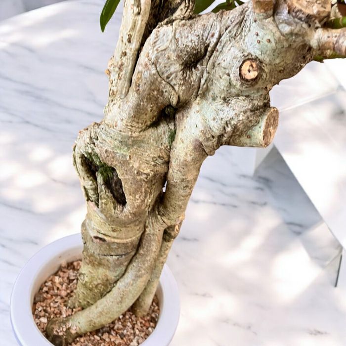 観葉植物現品販売