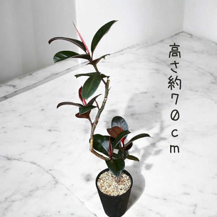 観葉植物現品販売