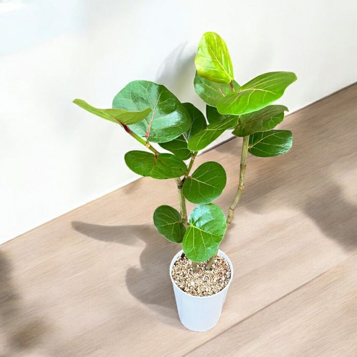 観葉植物現品販売