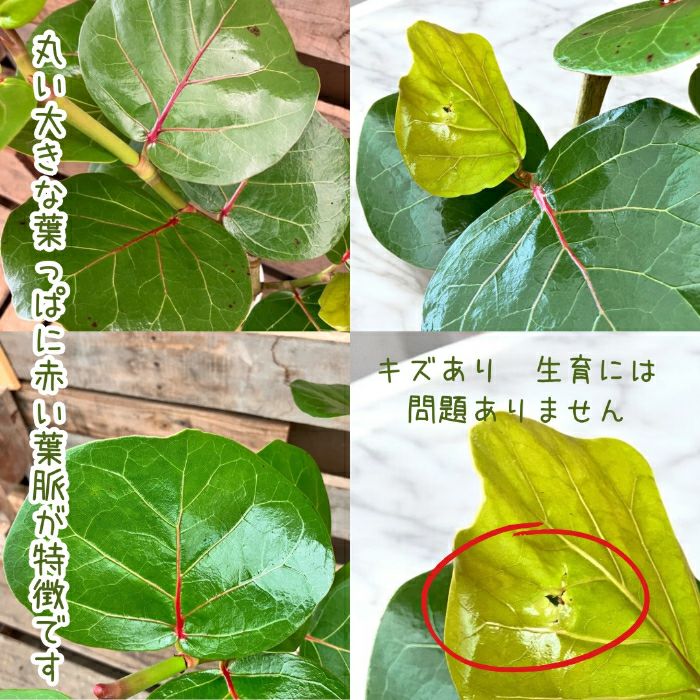 観葉植物現品販売