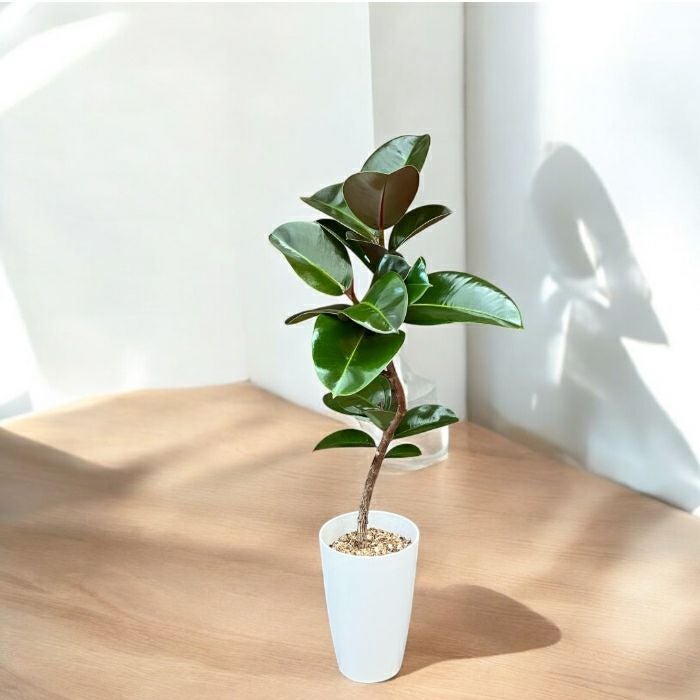 観葉植物現品販売