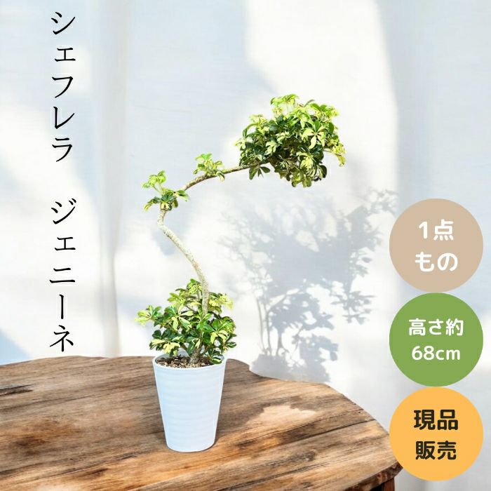 観葉植物現品販売