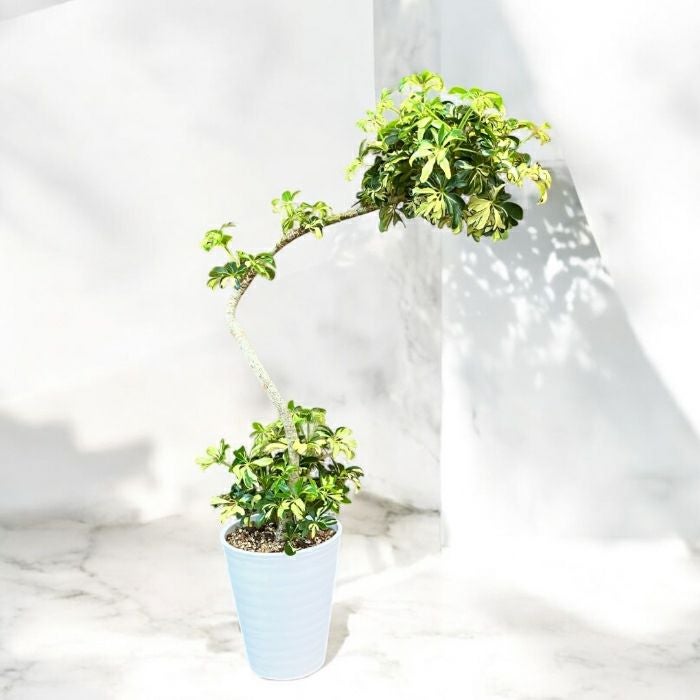 観葉植物現品販売