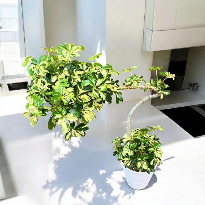 観葉植物現品販売