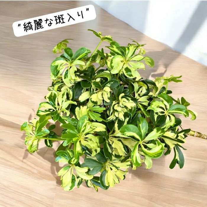 観葉植物現品販売