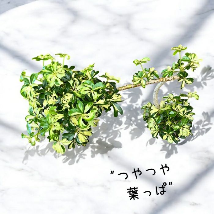 観葉植物現品販売