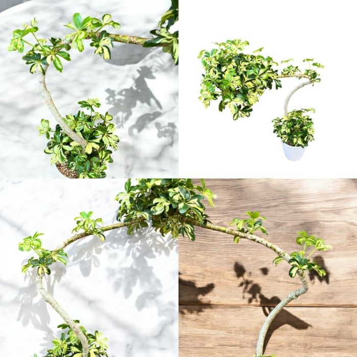 観葉植物現品販売