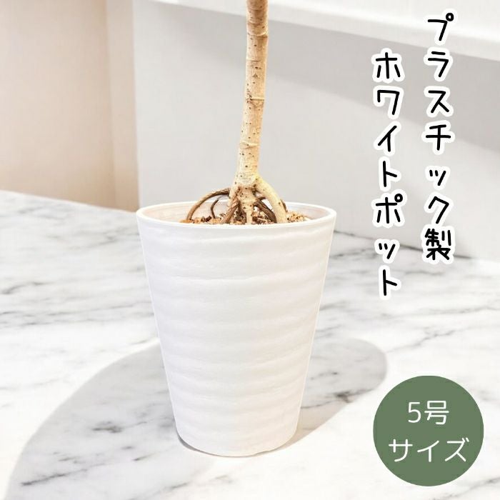 観葉植物現品販売