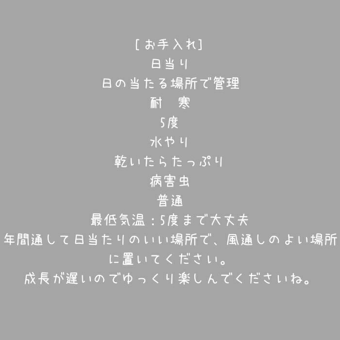 観葉植物現品販売