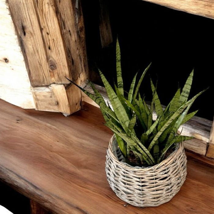 観葉植物現品販売