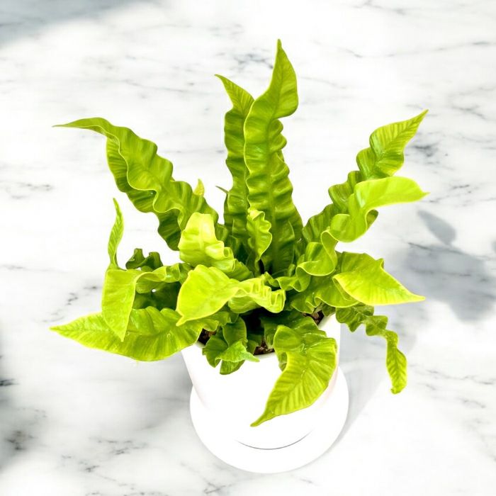 観葉植物現品販売