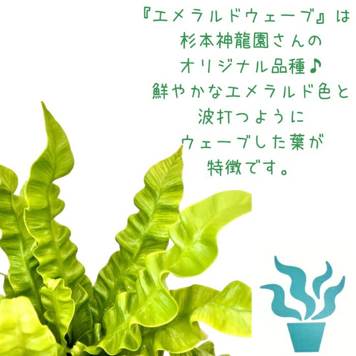 観葉植物現品販売