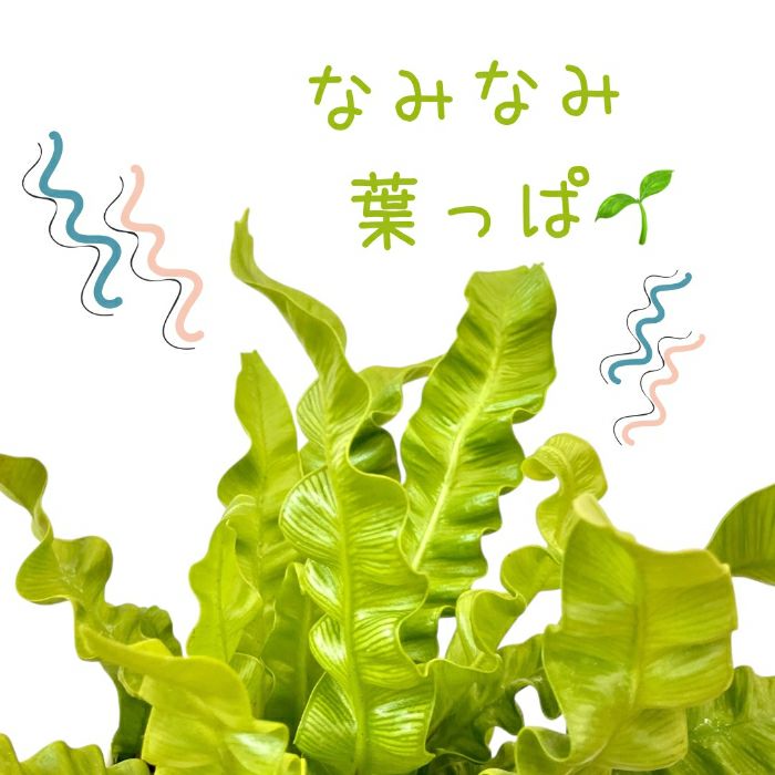 観葉植物現品販売