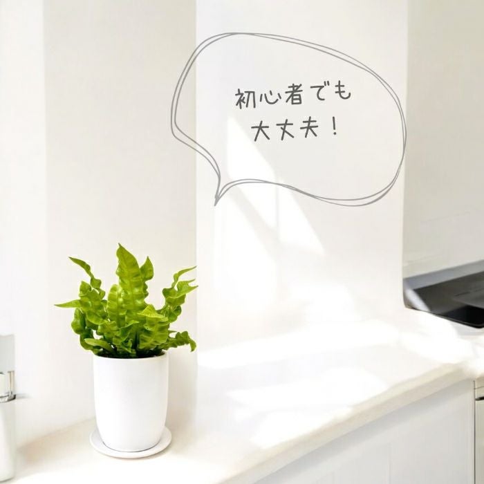 観葉植物現品販売