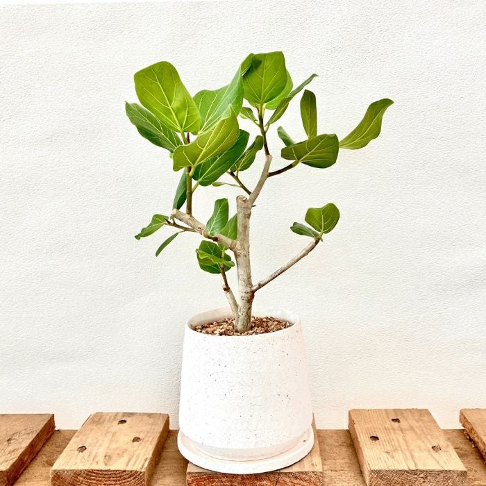 観葉植物現品販売