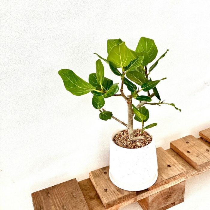 観葉植物現品販売