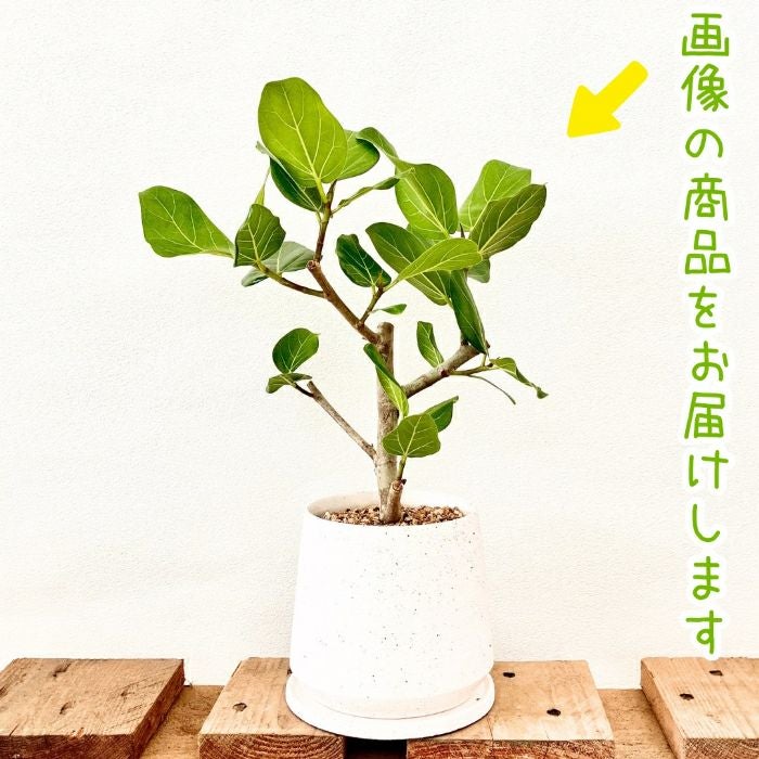 観葉植物現品販売