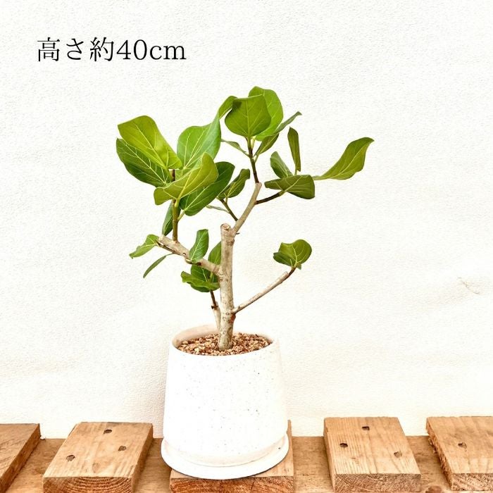 観葉植物現品販売