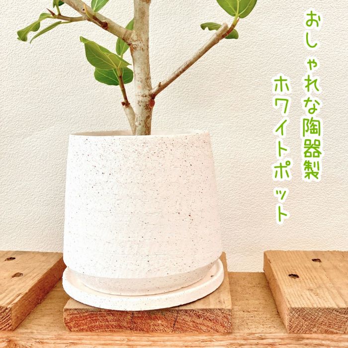 観葉植物現品販売