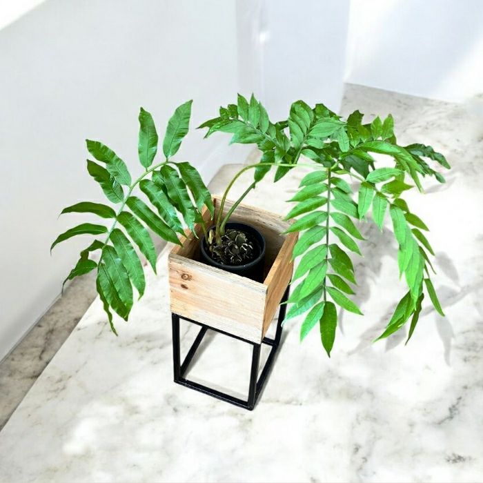 観葉植物現品販売