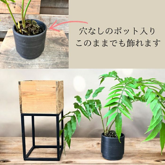 観葉植物現品販売