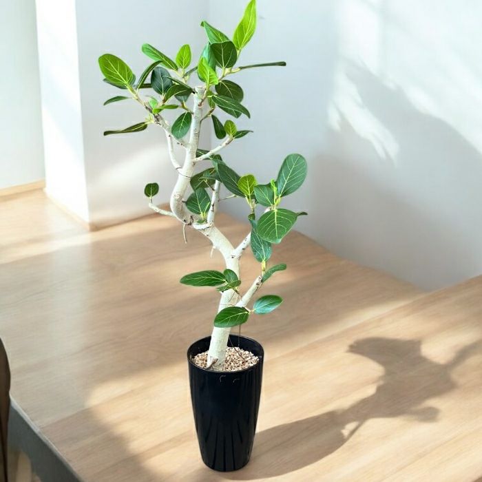観葉植物現品販売