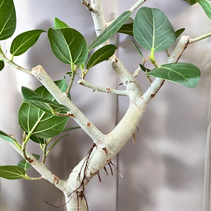 観葉植物現品販売