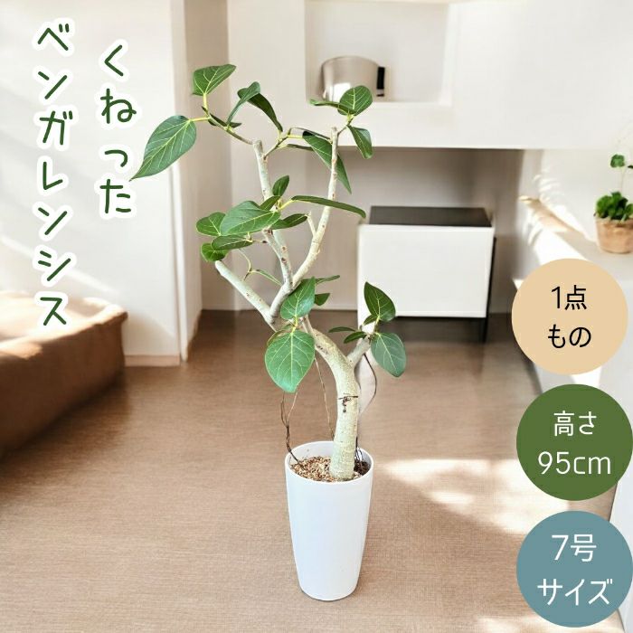 観葉植物現品販売