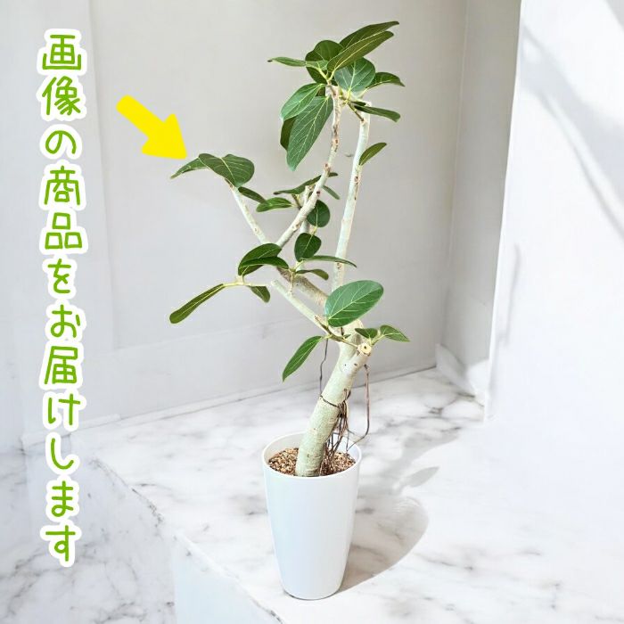 観葉植物現品販売