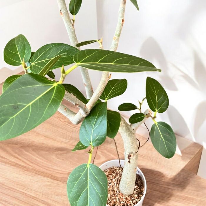 観葉植物現品販売