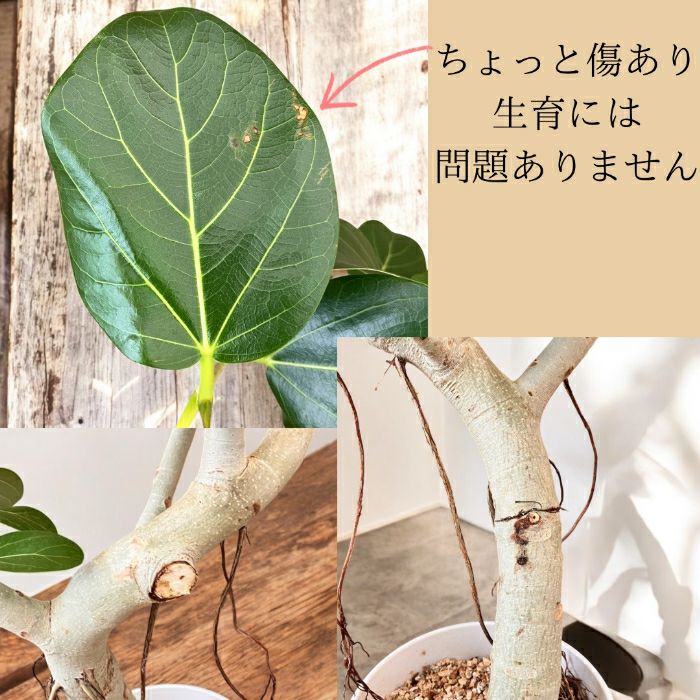 観葉植物現品販売