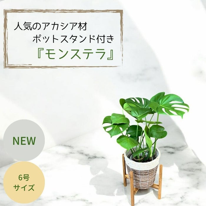 観葉植物現品販売