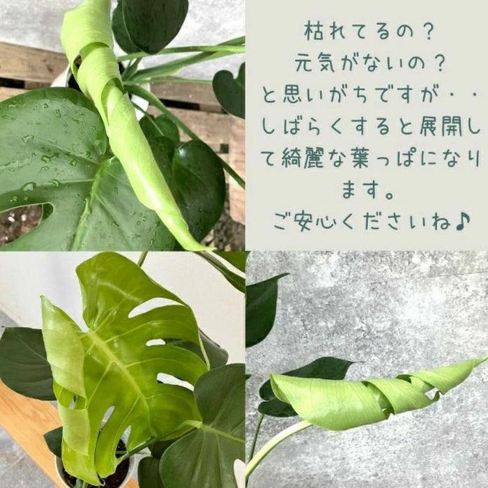 観葉植物現品販売