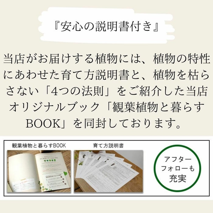観葉植物現品販売
