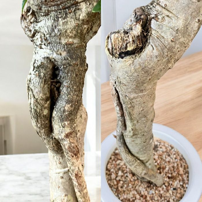 観葉植物現品販売