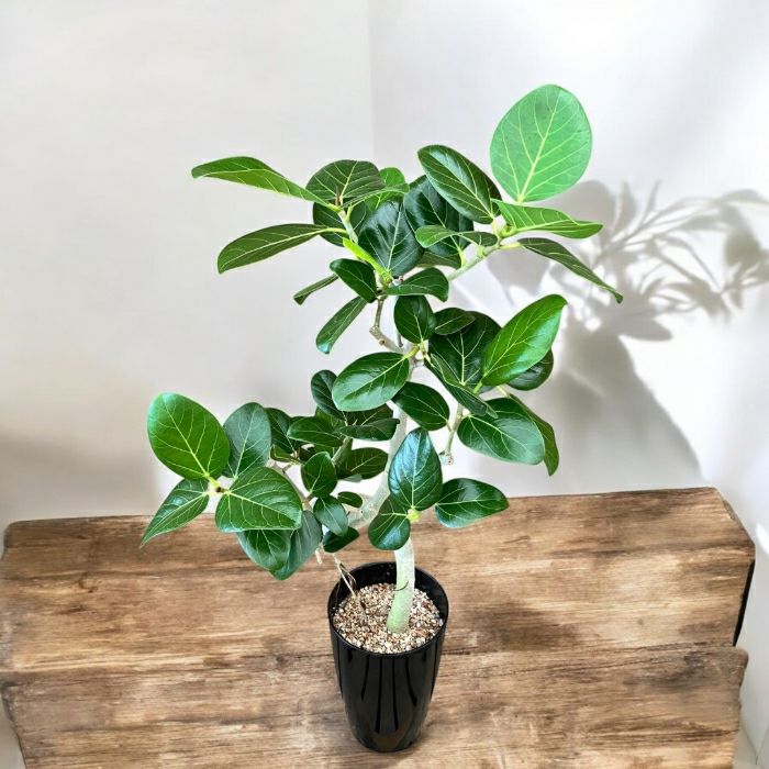 観葉植物 本物 【現品】 ☆くねくね樹形☆ 唯一無二 フィカス