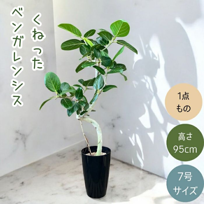 観葉植物現品販売
