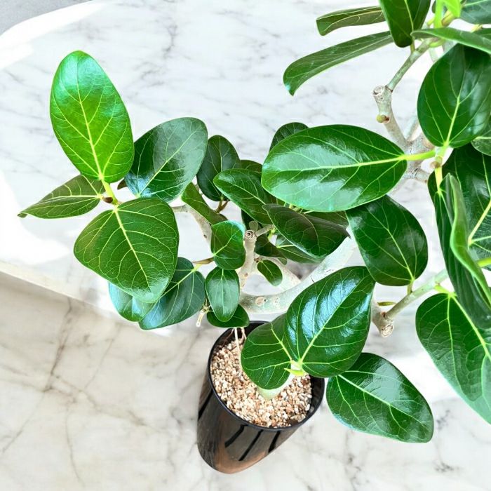 観葉植物現品販売