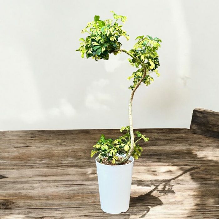 観葉植物現品販売