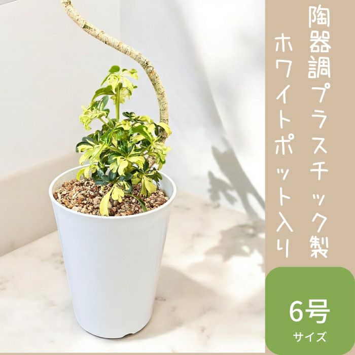 観葉植物現品販売
