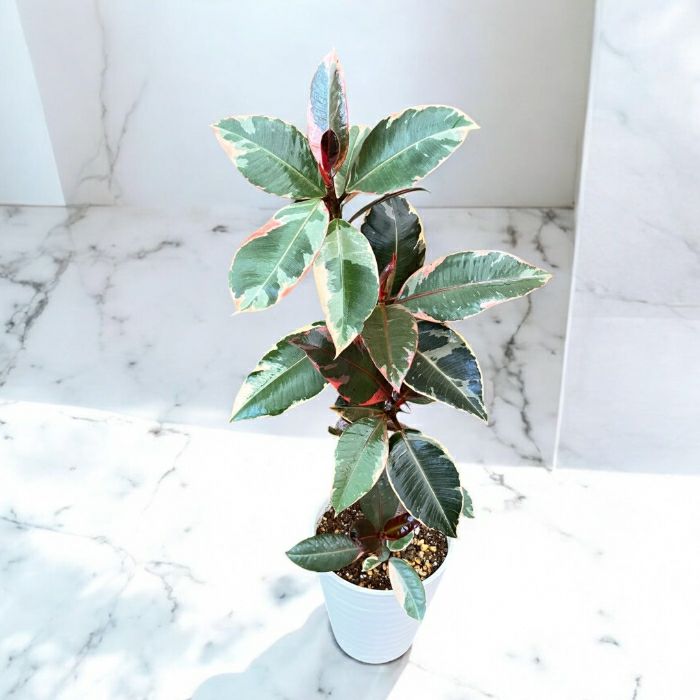 観葉植物現品販売