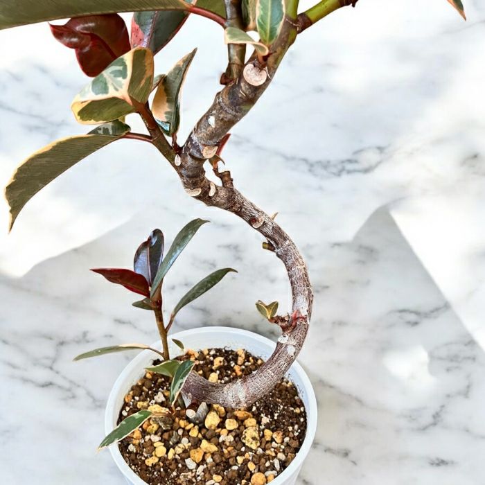 観葉植物現品販売