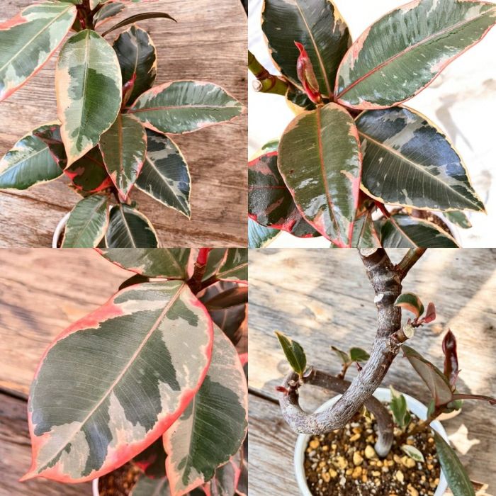 観葉植物現品販売