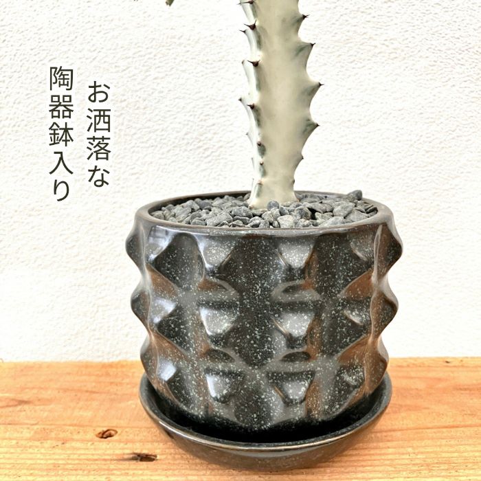 観葉植物現品販売