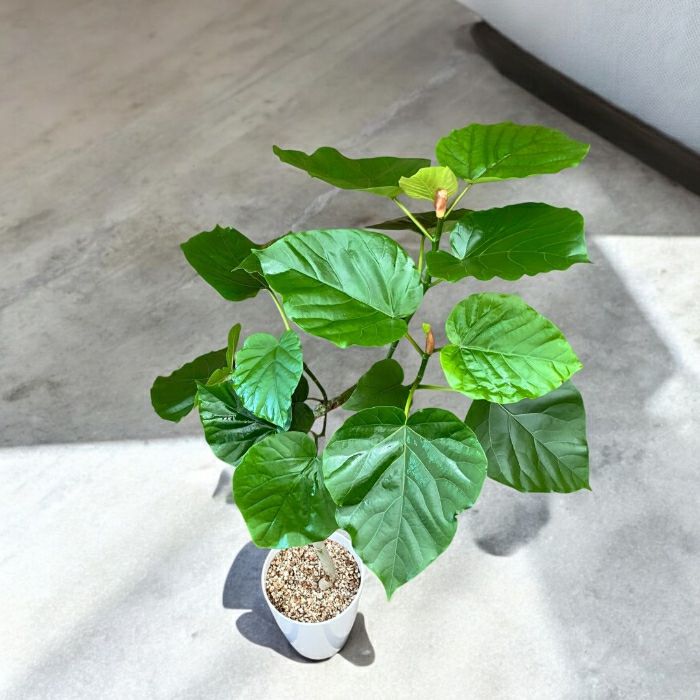 観葉植物現品販売