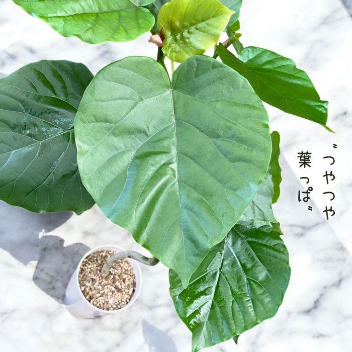 観葉植物現品販売