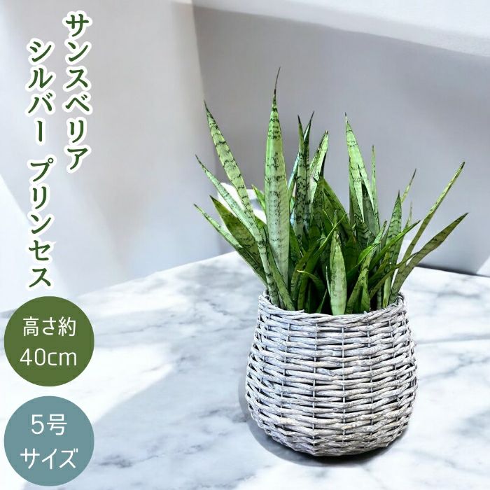 観葉植物現品販売