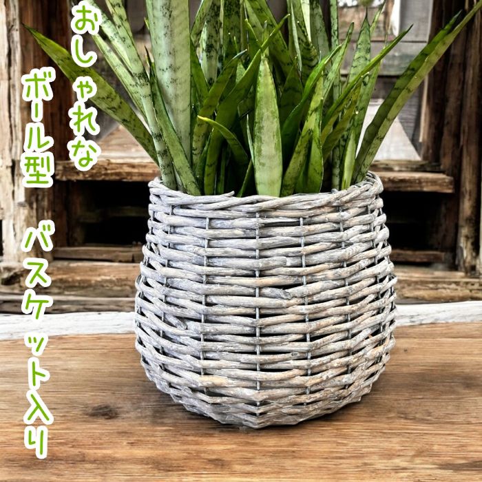観葉植物現品販売
