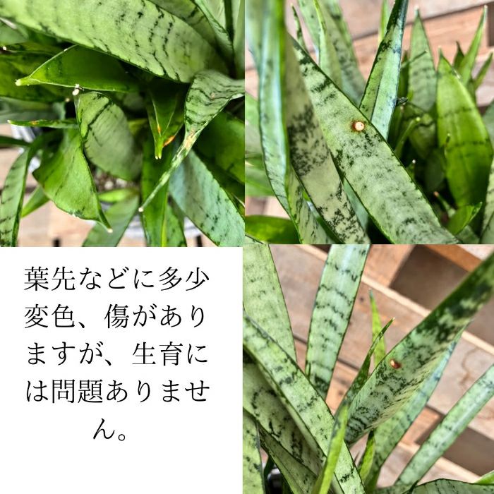 観葉植物現品販売