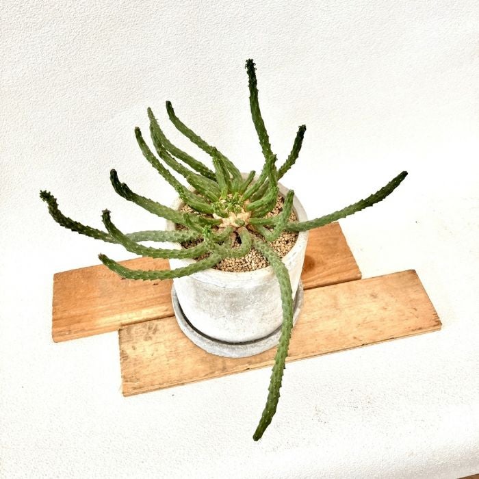 観葉植物現品販売